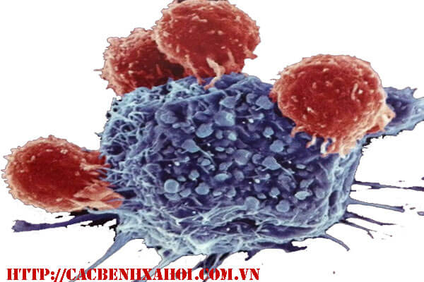 Vius HPV là nguyên nhân gây bệnh sùi mào gà ở nam và nữ giới